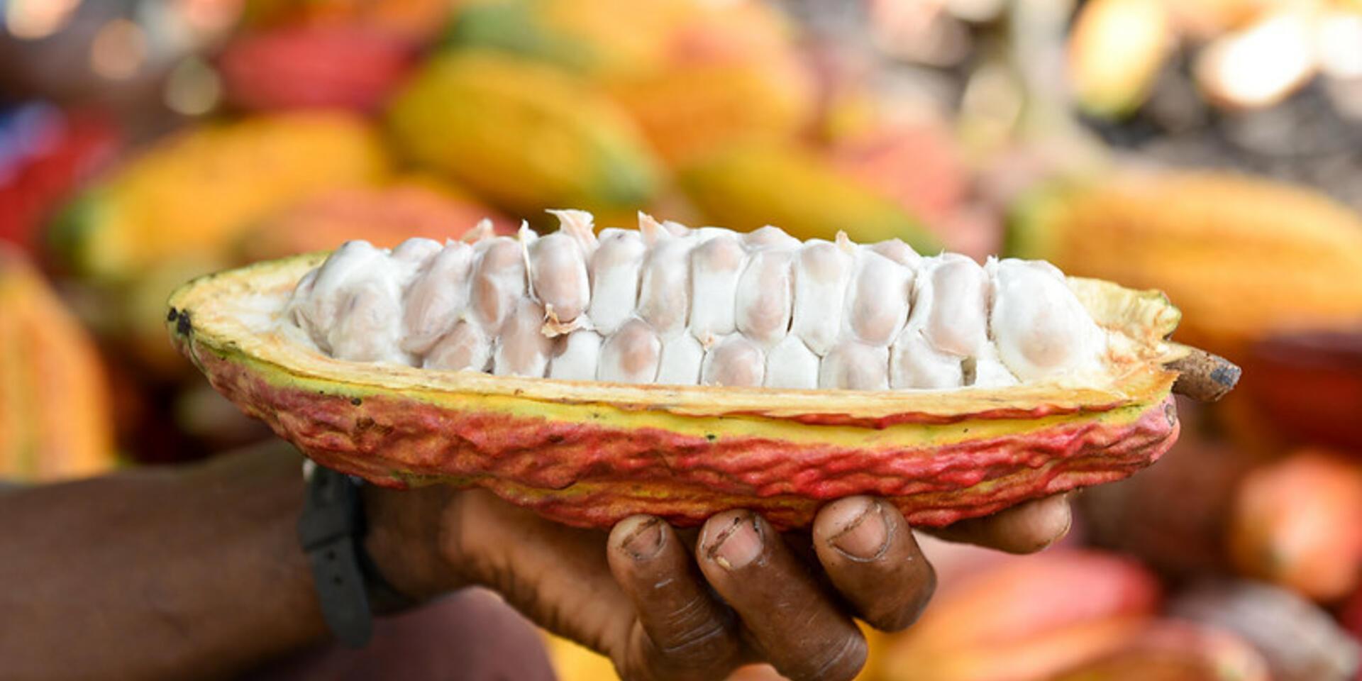 Online tool developed by CIAT helps farmers and buyers interpret EU regulation on cadmium in cacao products