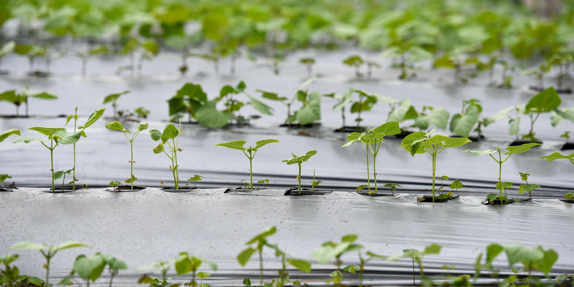 Career options - Alliance Bioversity International - CIAT