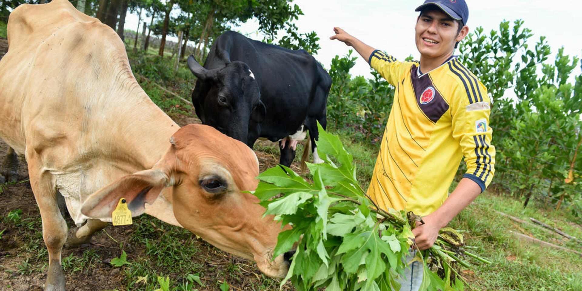 El CIAT y socios lanzan proyecto para impulsar sistemas agropecuarios sostenibles para la mitigaci&oacute;n del cambio clim&aacute;tico y la construcci&oacute;n de paz en Colombia