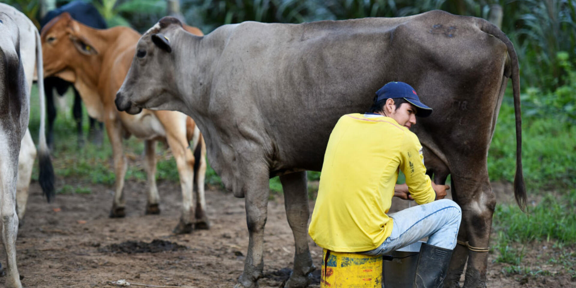 Evaluando los impactos de la pandemia de COVID-19 en las cadenas de valor de carne y l&aacute;cteos en Colombia