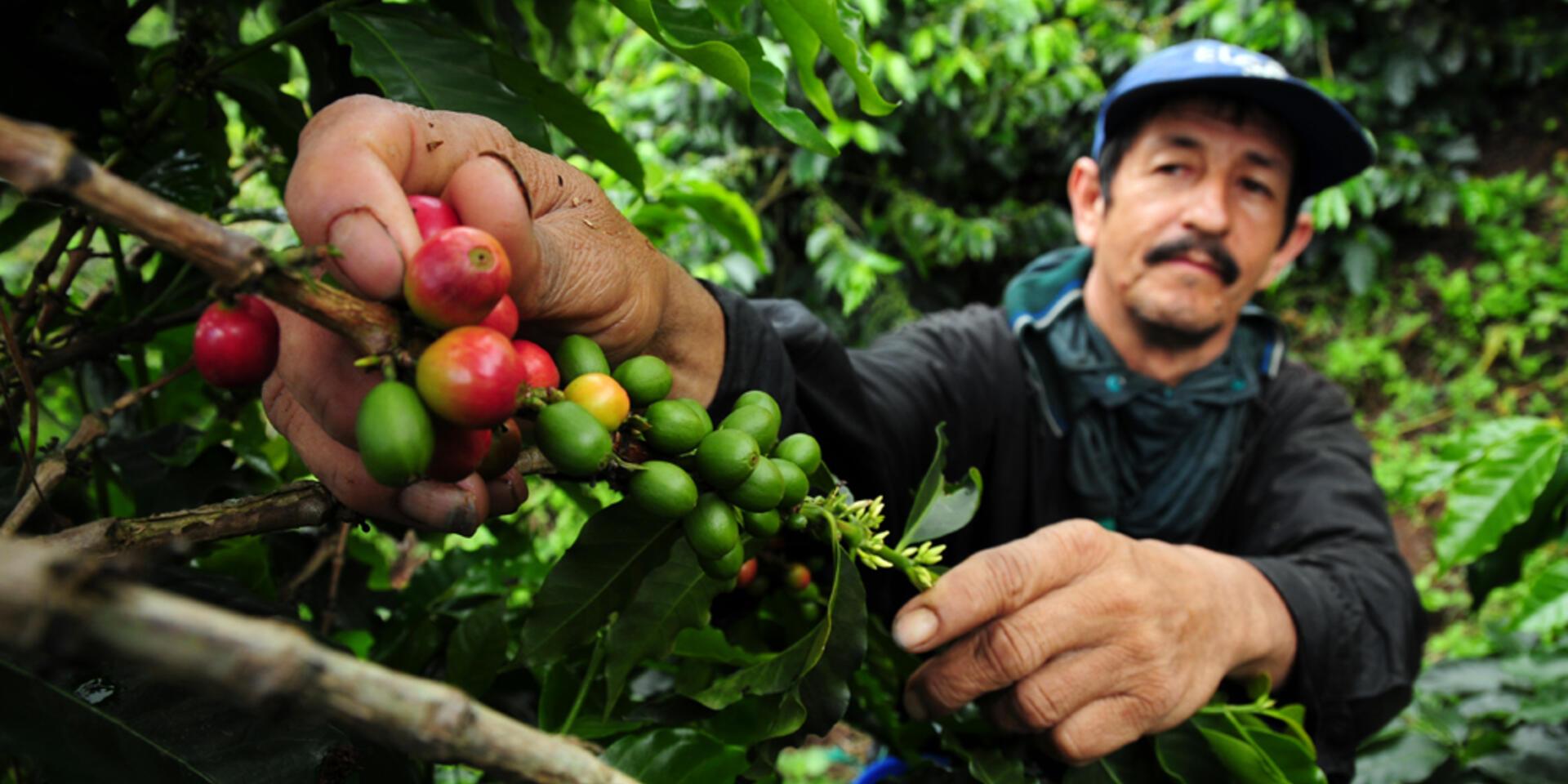 Coffee, climate change and what it means for bees