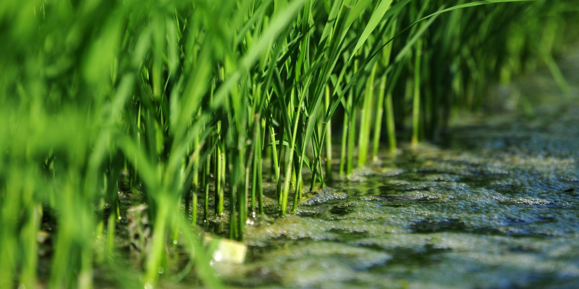 Importance de la recherche sur la culture du riz, image size:1920x960