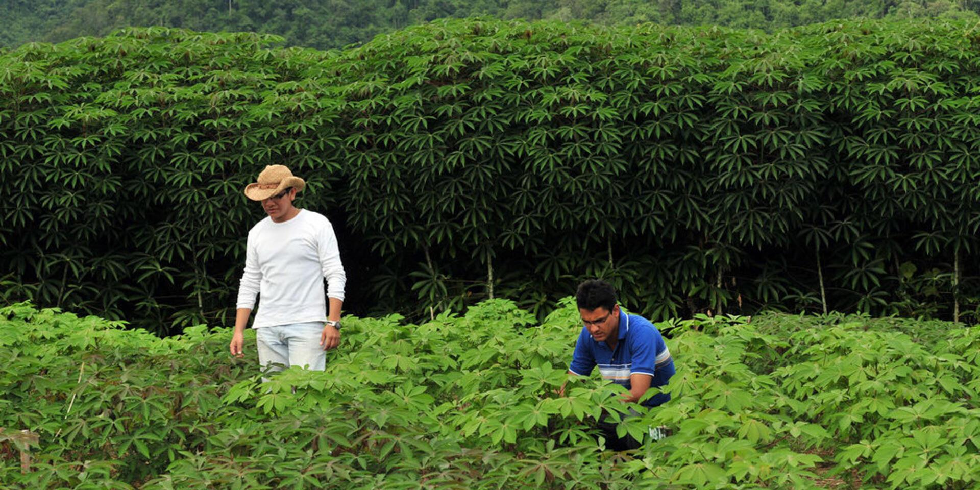 The world needs a global system to detect and halt the spread of emerging crop diseases