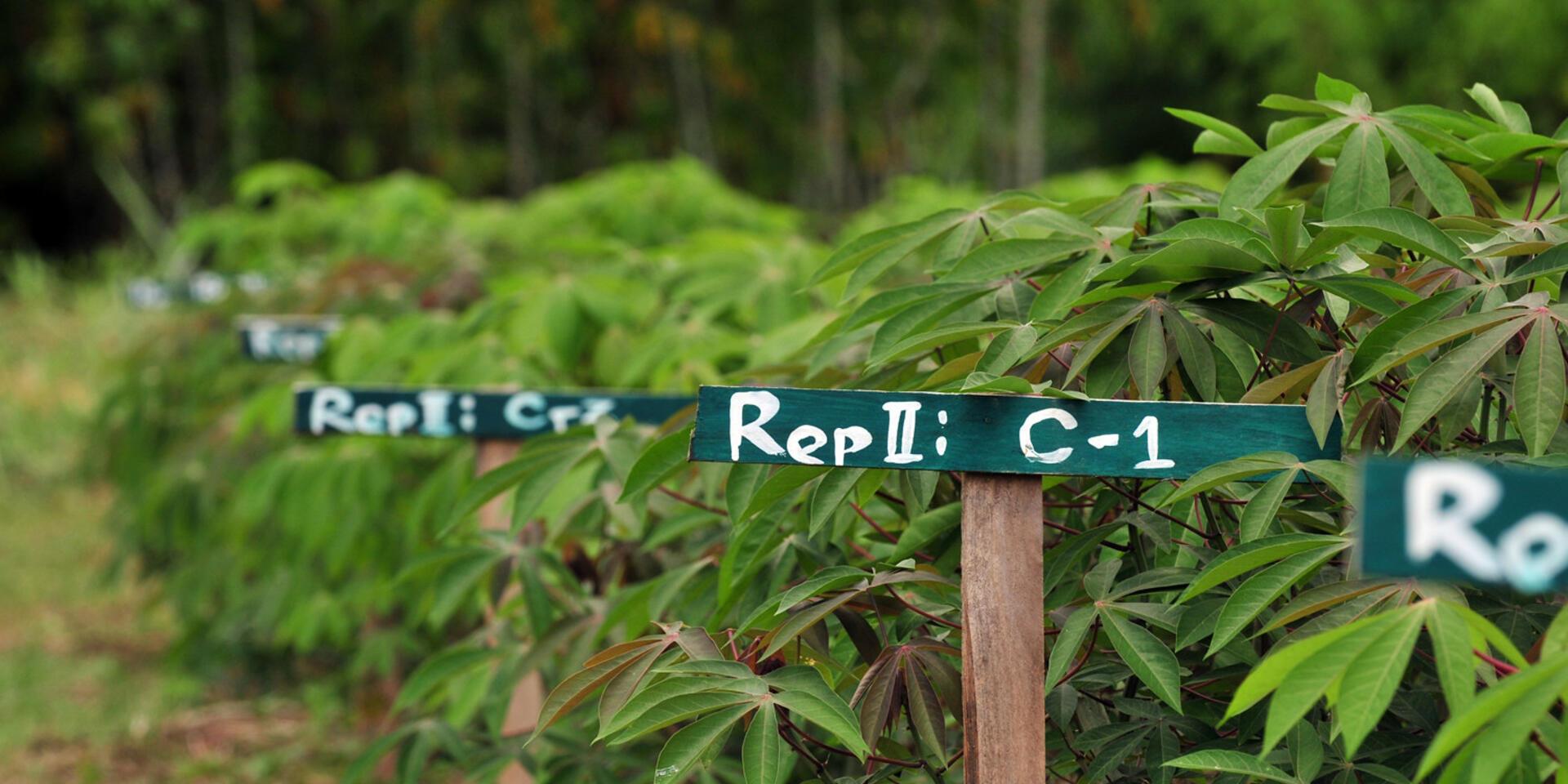 Projects and Flagship Initiatives in Laos - Alliance Bioversity International - CIAT