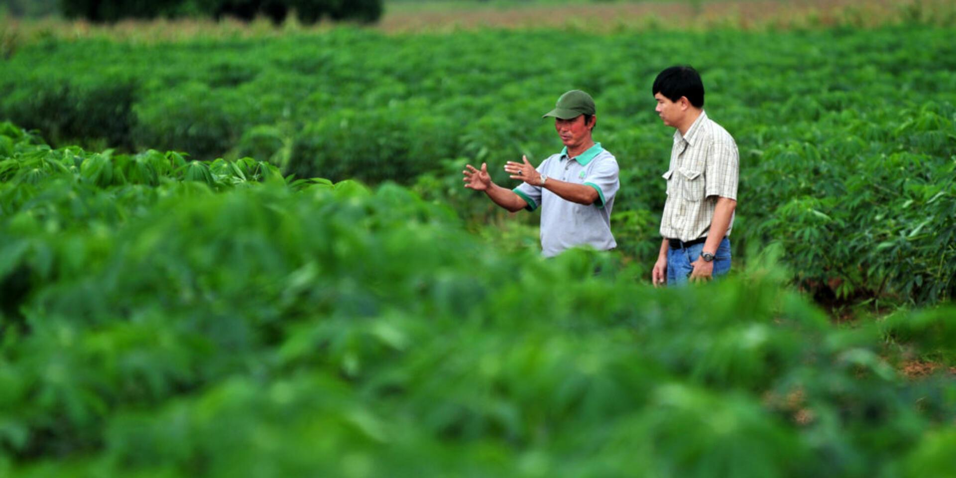&iquest;C&oacute;mo una planta ancestral de Am&eacute;rica Latina lleg&oacute; a ser el segundo cultivo comercial m&aacute;s importante de Asia?
