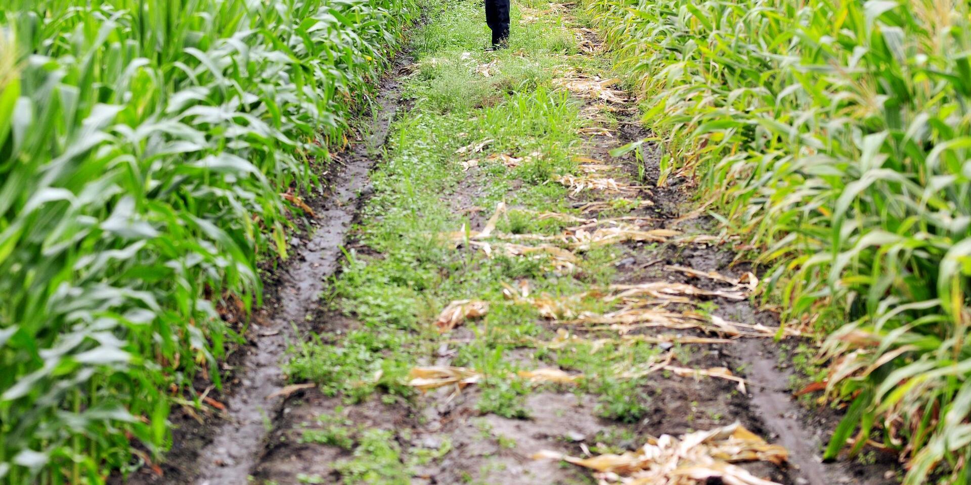 Projects and Flagship Initiatives Guatemala - Alliance Bioversity International - CIAT