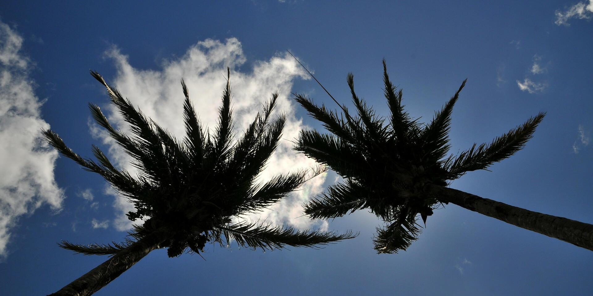 Models to address drivers of deforestation in Peru - Sustainable Amazon Businesses (SAB)
