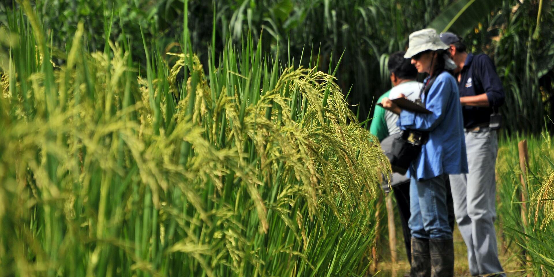 Biofortified rice at an experimental site near Caranavi, Bolivia.