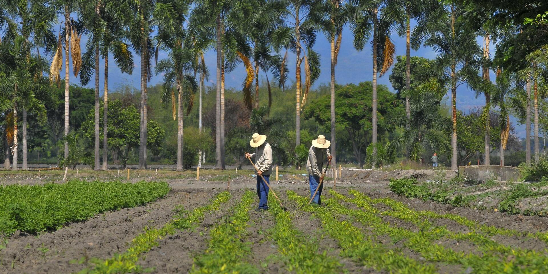 Crops - Alliance Bioversity International - CIAT