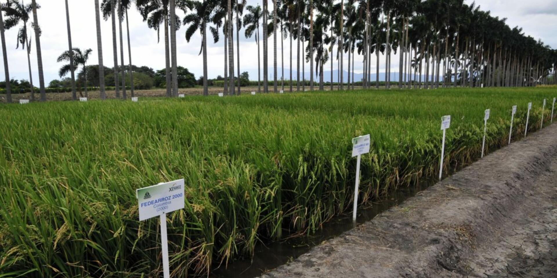 El cambio clim&aacute;tico podr&iacute;a reducir las zonas aptas para sembrar arroz en Colombia