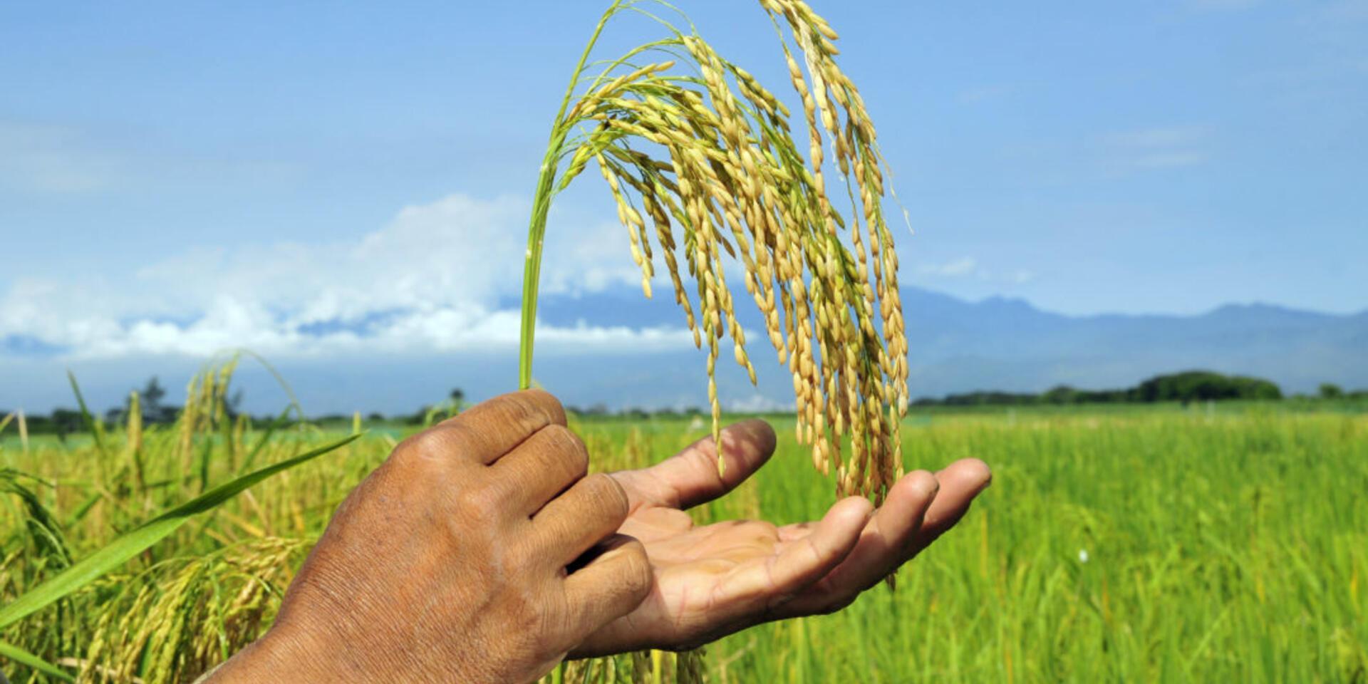 Colombia could lose 60% of land suitable for irrigated rice due to climate change