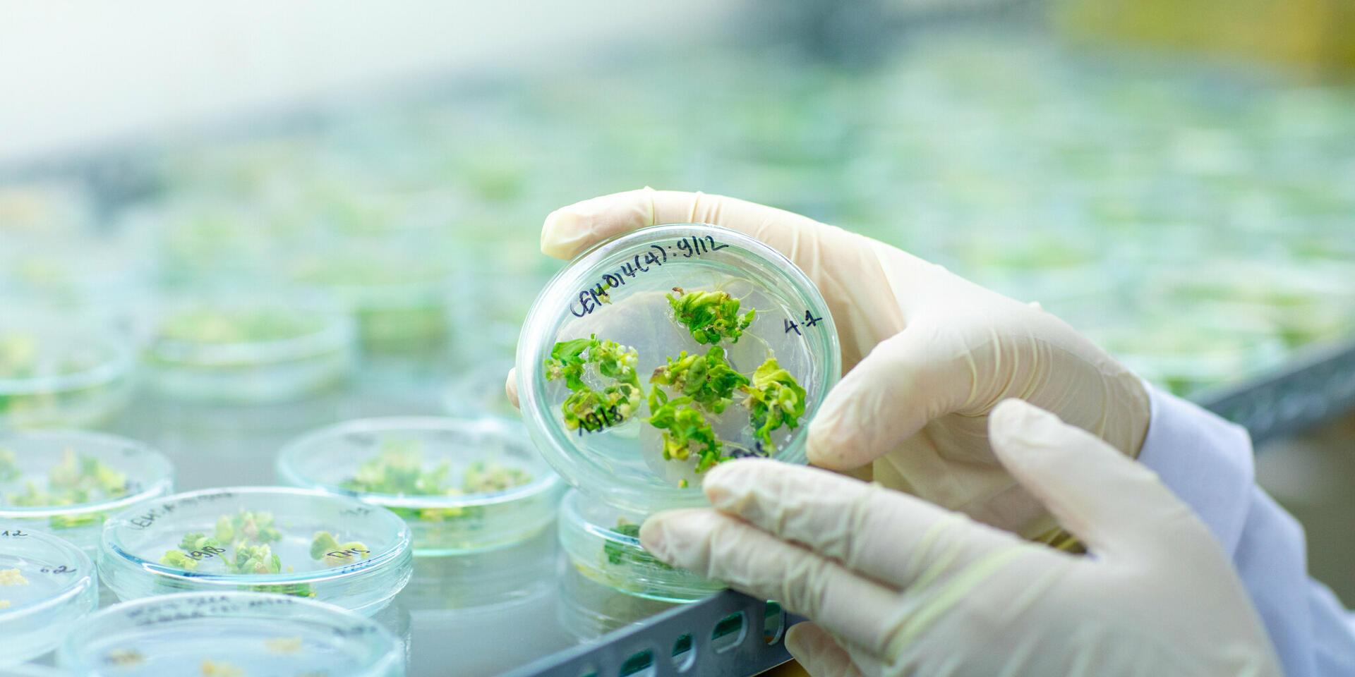 Cassava Thematic Research - Alliance Bioversity International - CIAT