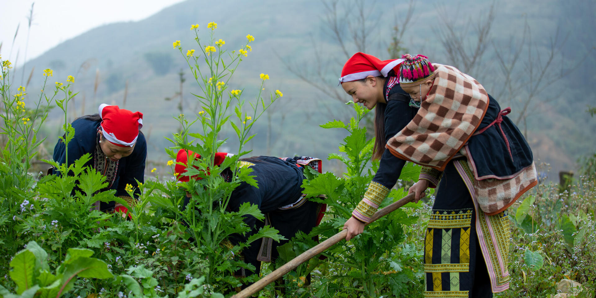 Asia - Alliance Bioversity International - CIAT