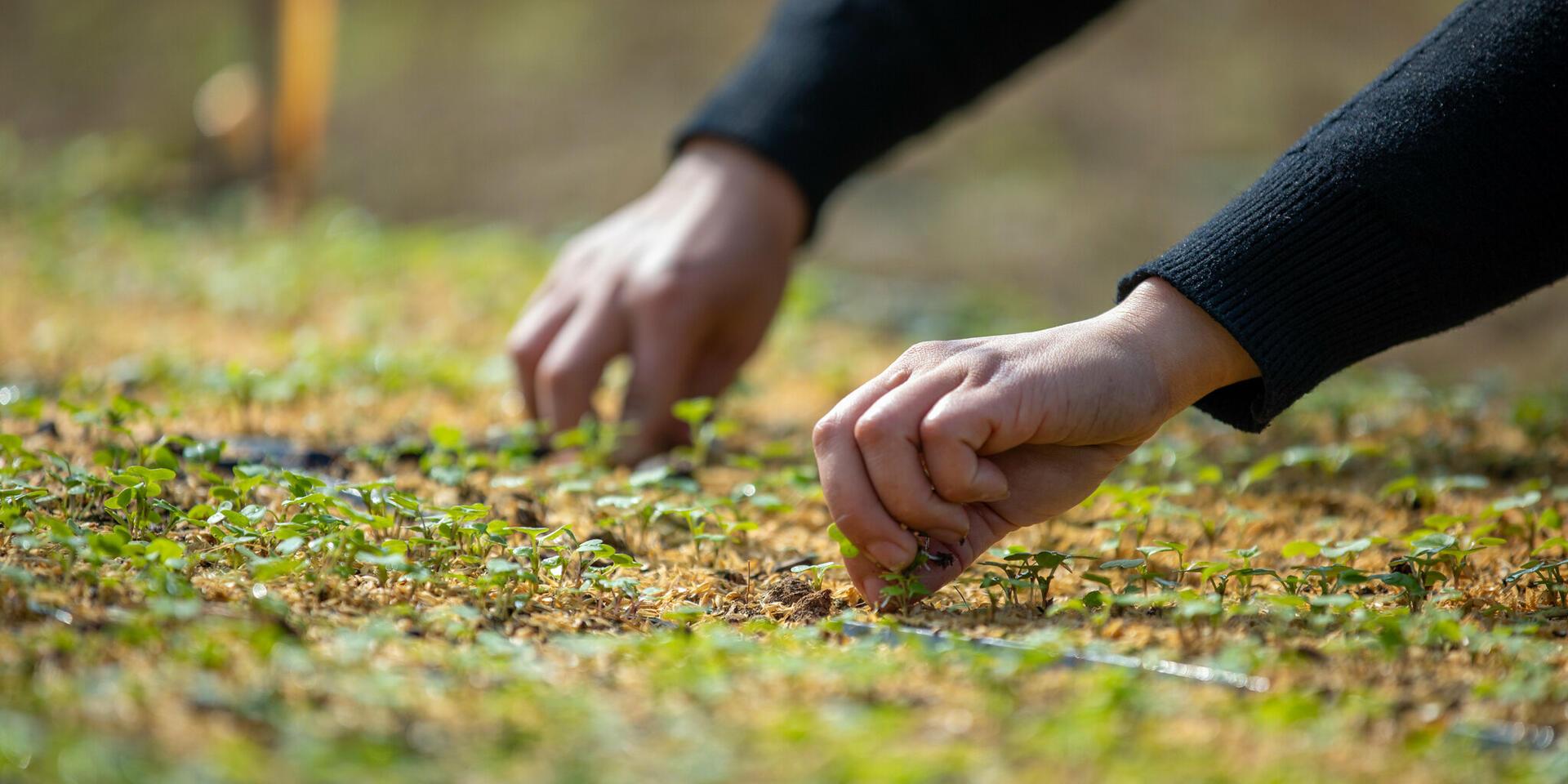 Agroecolog&iacute;a y transiciones hacia sistemas alimentarios seguros