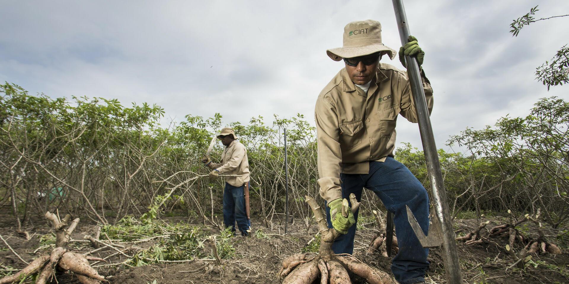 Cassava Research Approach - Alliance Bioversity International - CIAT