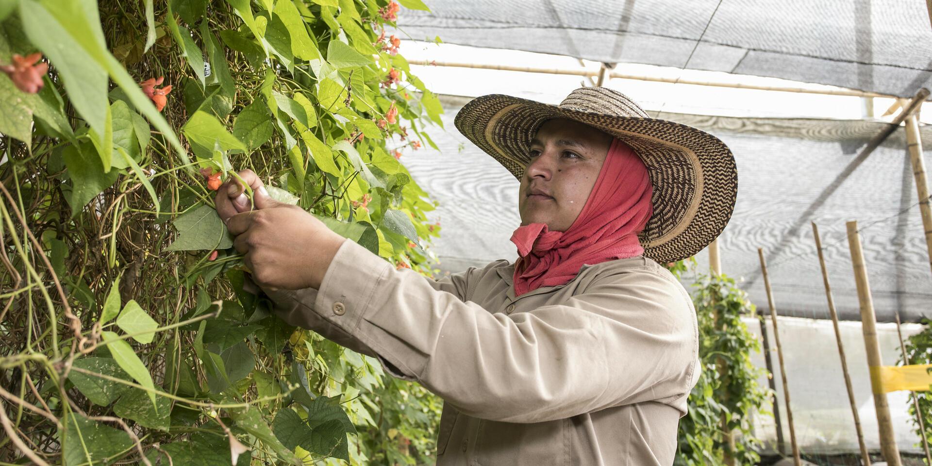 Americas - Alliance Bioversity International - CIAT