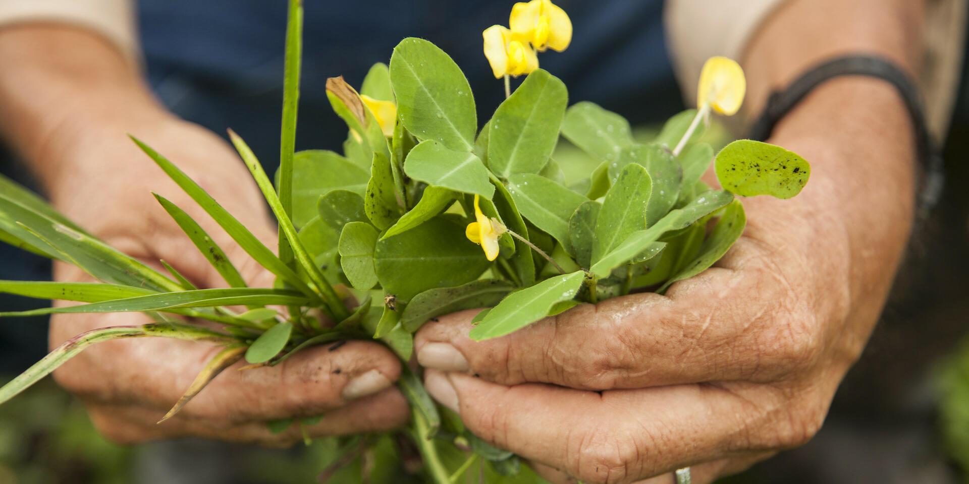 Tropical Forages - Alliance Bioversity International - CIAT