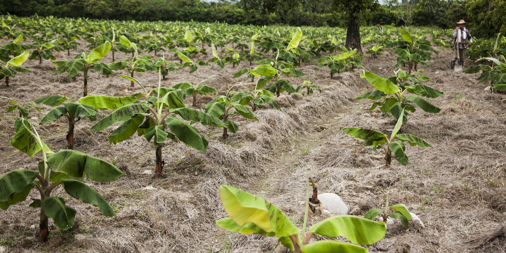 Bananas Research - Alliance Bioversity International - CIAT