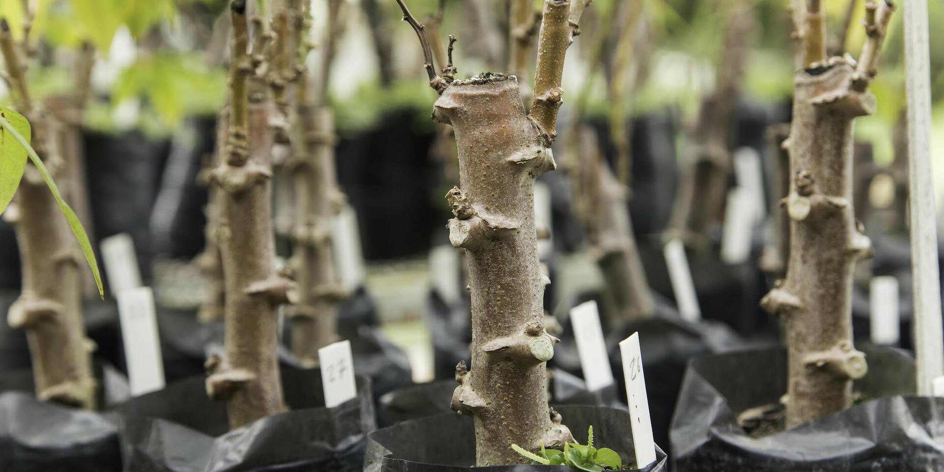 Cassava Breeding - Alliance Bioversity International - CIAT