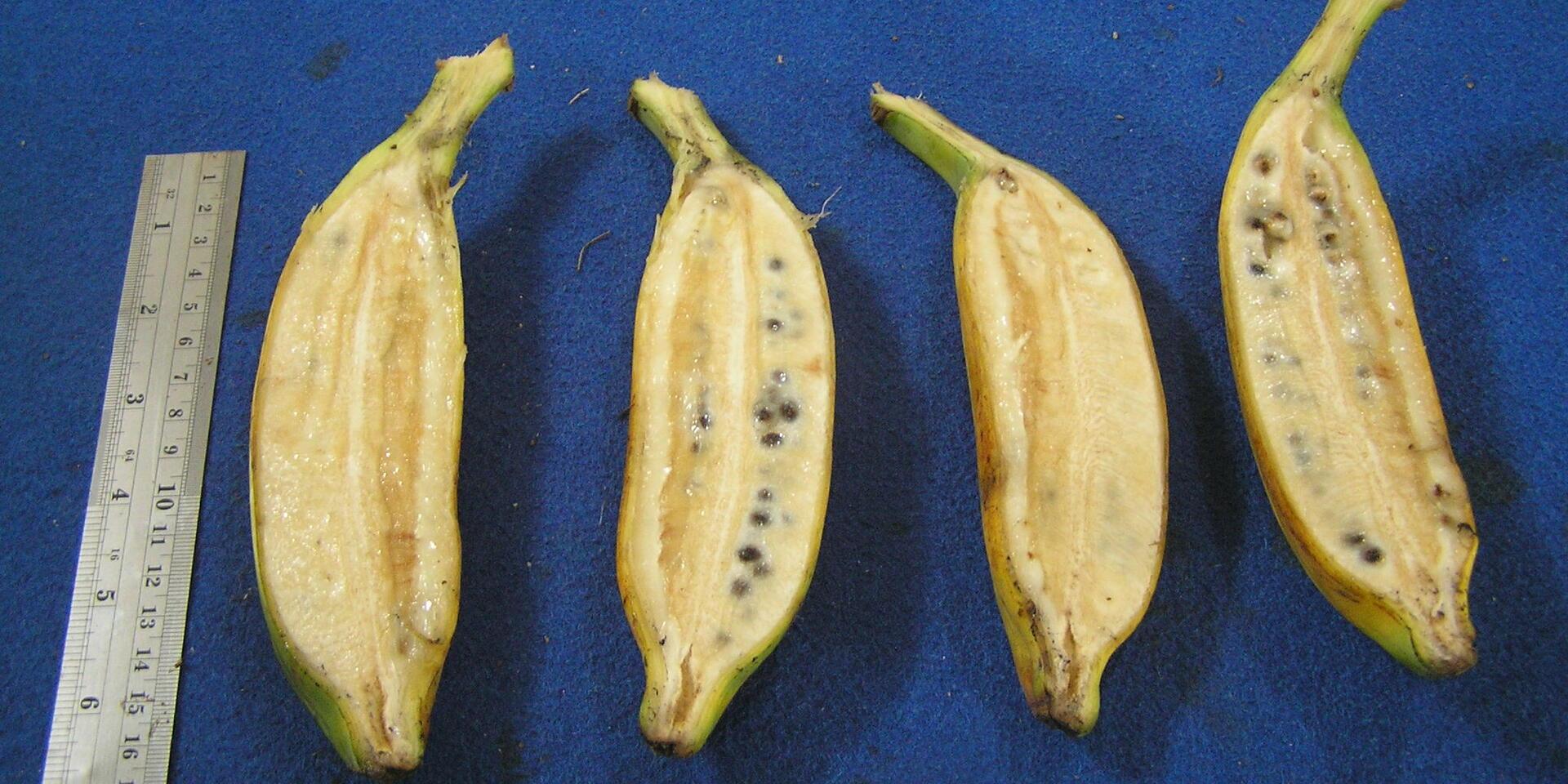 Bananas Research Approach - Alliance Bioversity International - CIAT