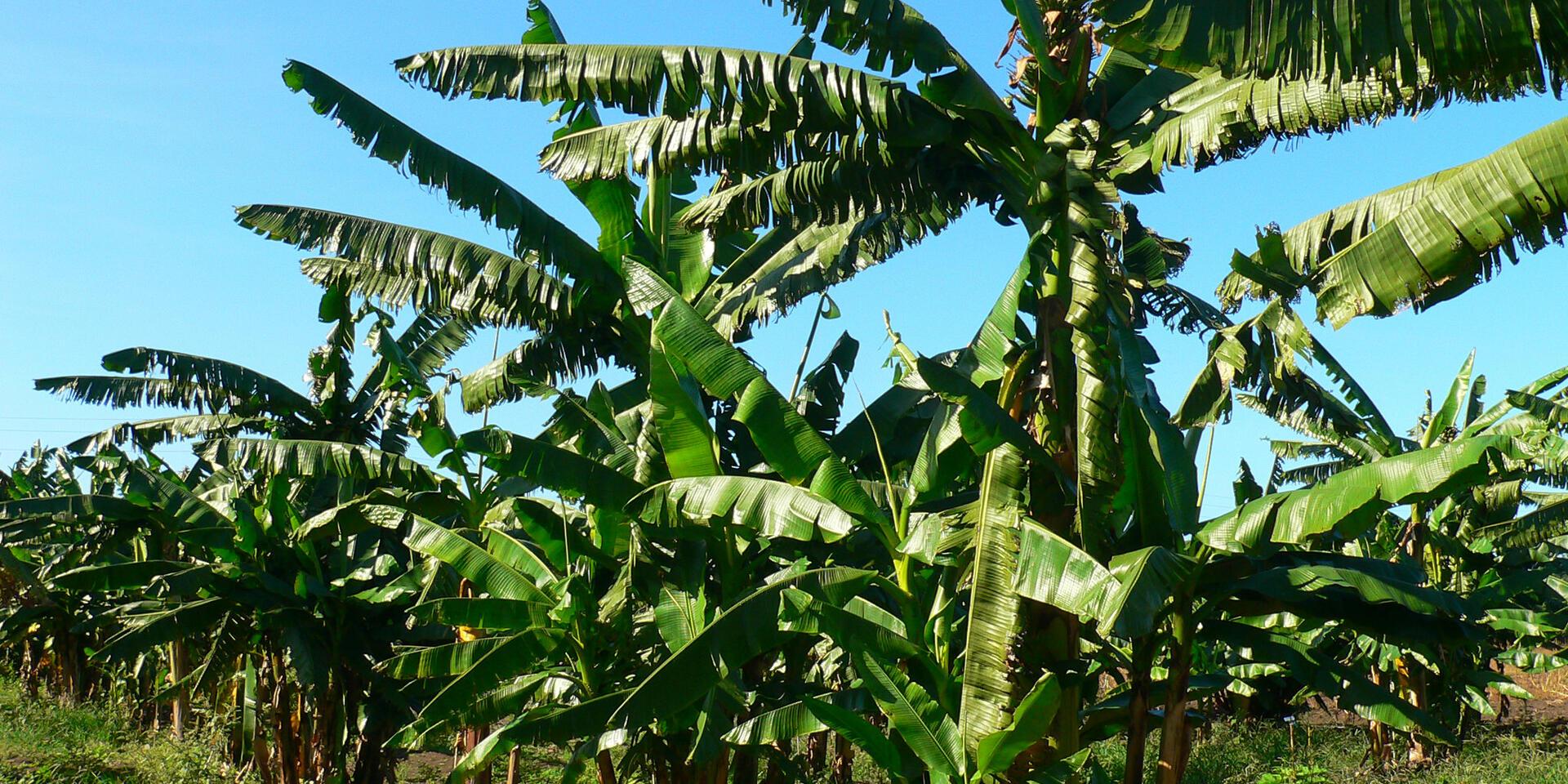 Bananas Research History Importance - Alliance Bioversity International - CIAT