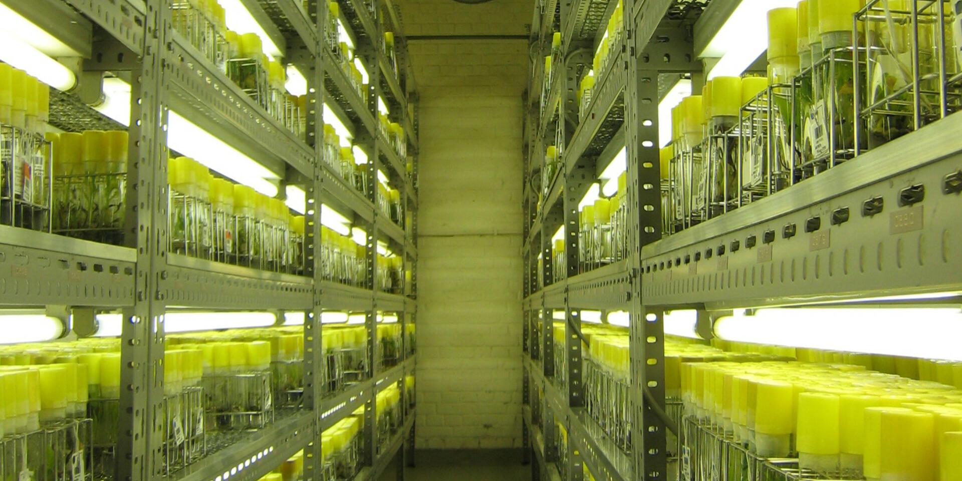 Bananas Thematic Research Areas - Alliance Bioversity International - CIAT