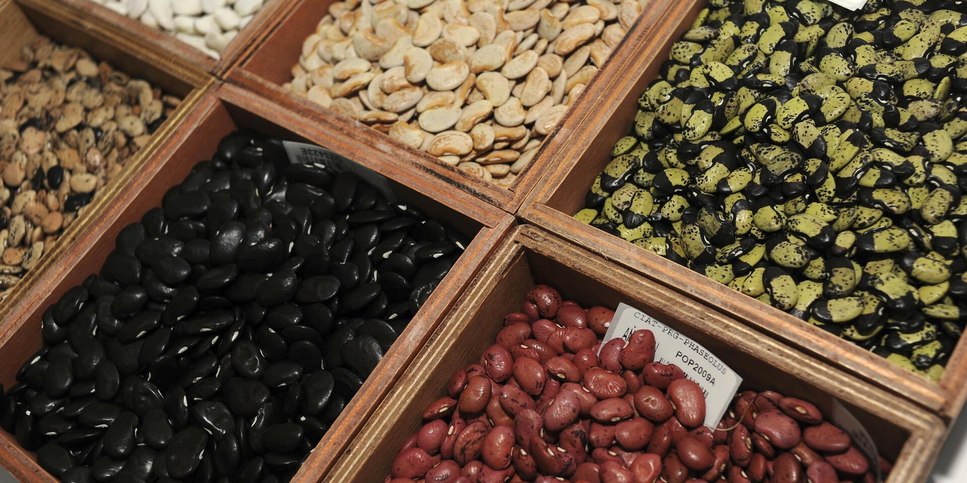 Beans at the CIAT gene bank in Colombia, which has just sent its latest consignments of seeds for conservation at the Global Seed Vault in Svalbard, Norway.