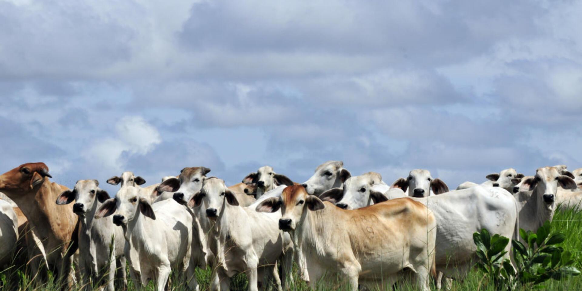 A move to improve pasture management and cut down greenhouse gases from cattle