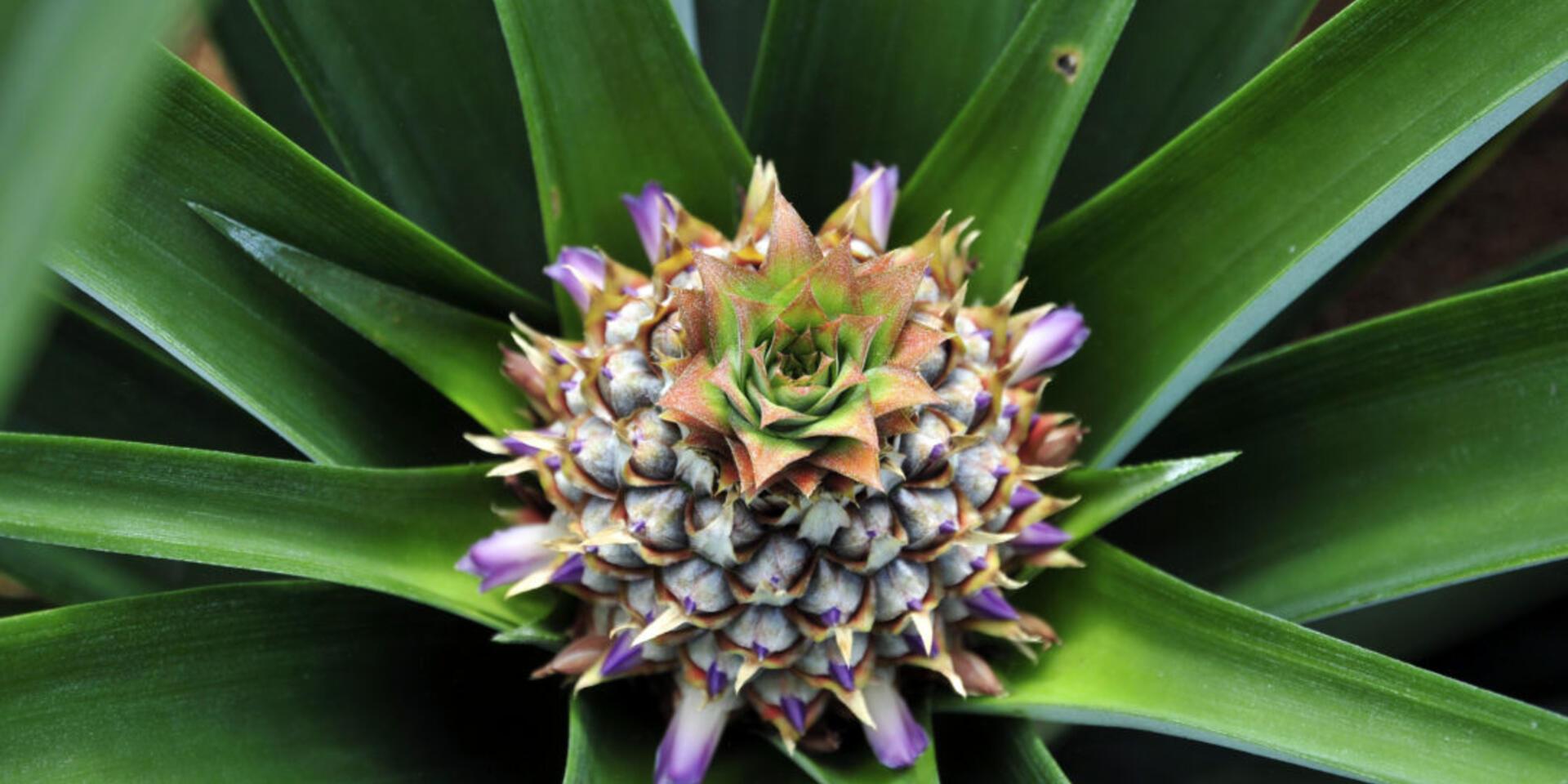 Pi&ntilde;a que madura en el Valle