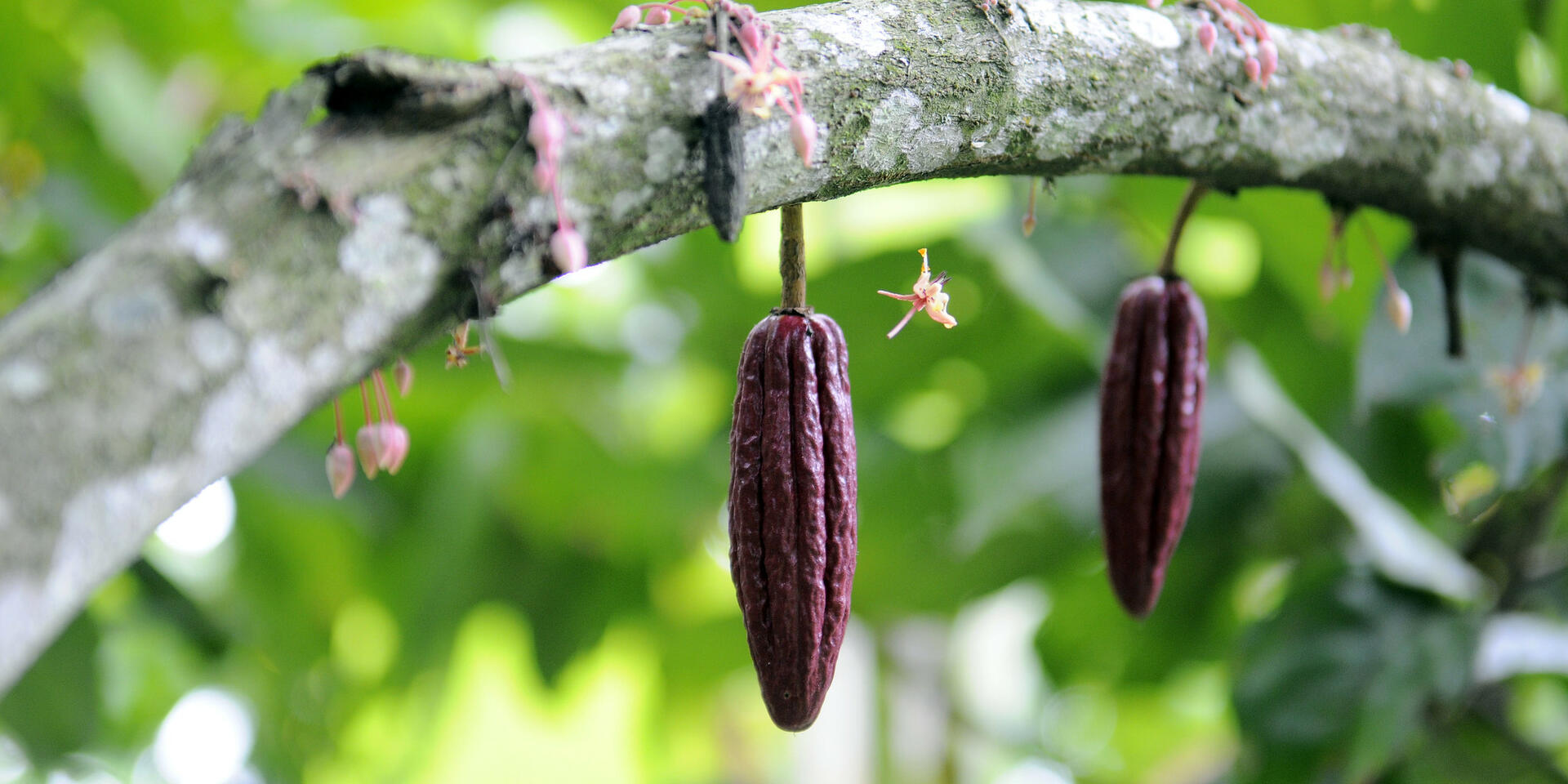  Cocoa growing in Andalucia, in the north of Valle Del Cauca, Colombia.