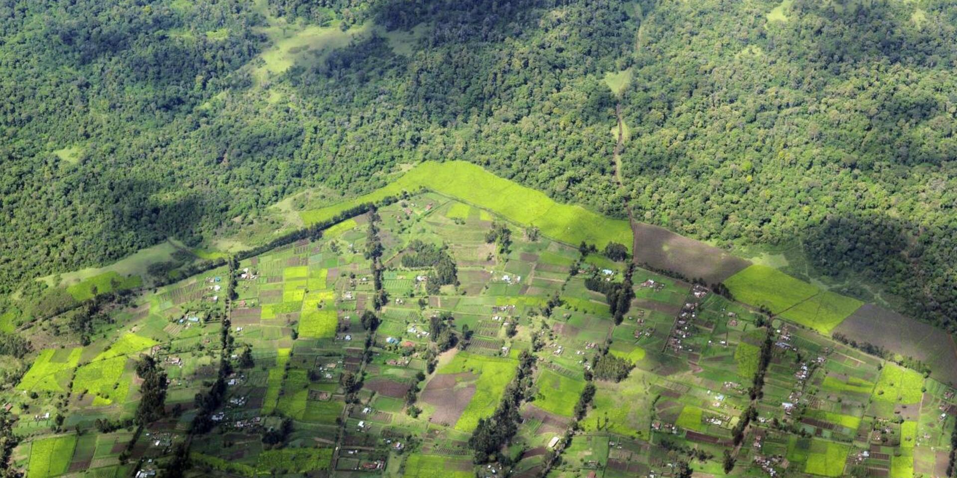 View of farmland and forest in rural Kenya
