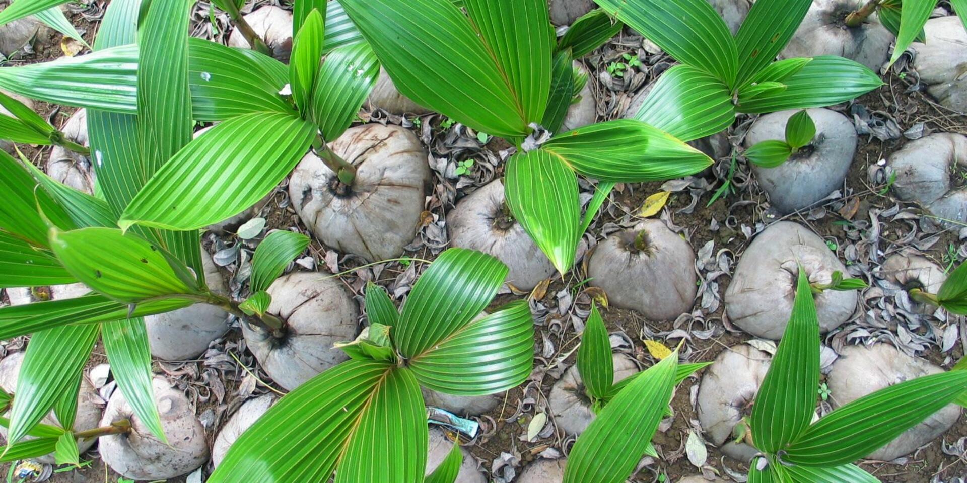 Coconut seedlings