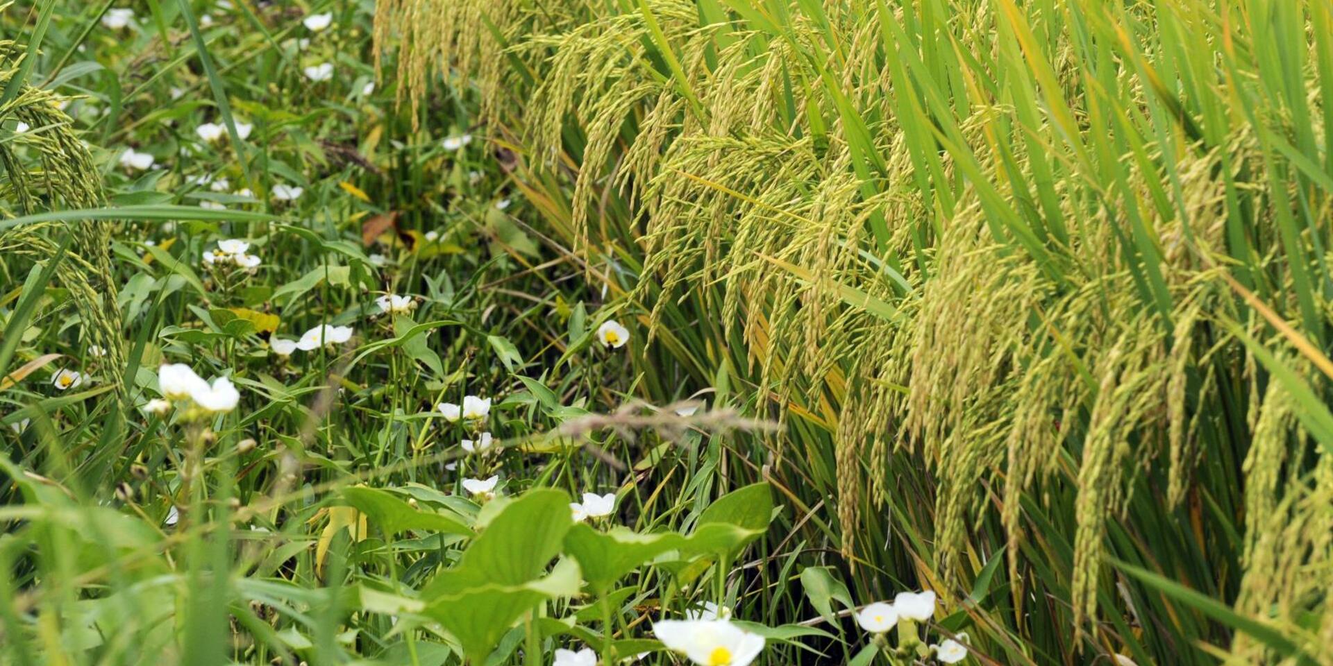 The Global Rice Science Partnership (GRiSP) Rice Agronomy Tour and Workshop, Treinta-y-Tres, Uruguay.