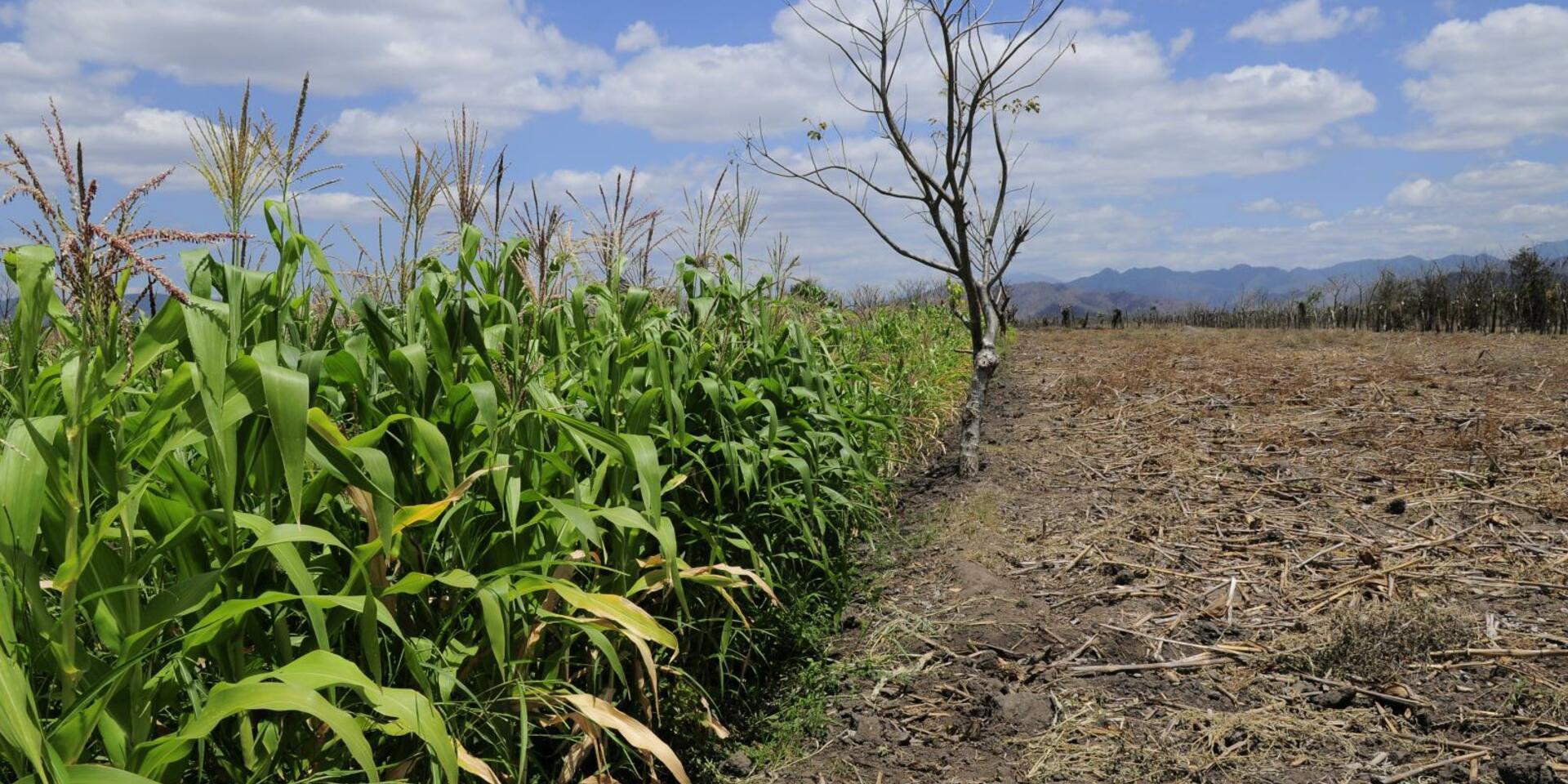 Residuos de la cosecha de ma&iacute;z de la temporada pasada (derecha) y ma&iacute;z de regad&iacute;o, cultivados durante la intensa estaci&oacute;n seca de Honduras.