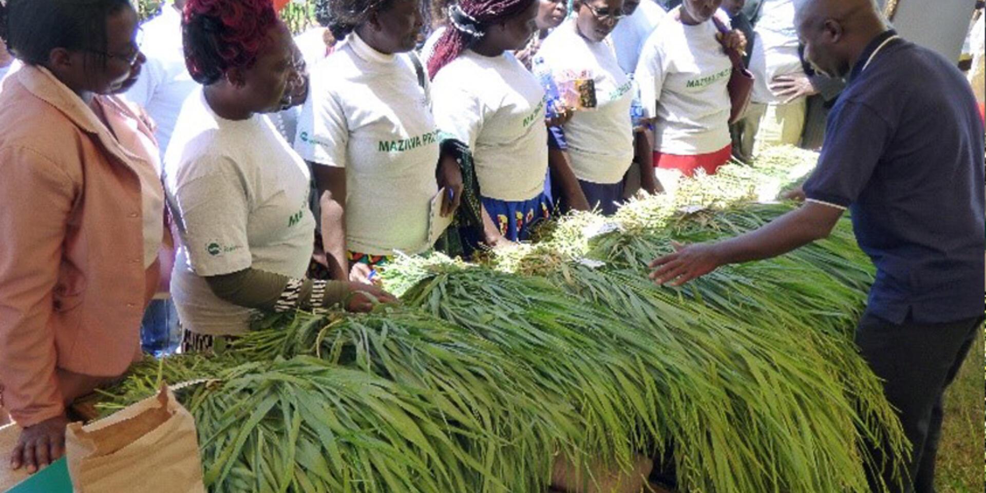 Does Brachiaria stand a chance in smallholder dairy dominated by productive Napier grass in eastern Africa?