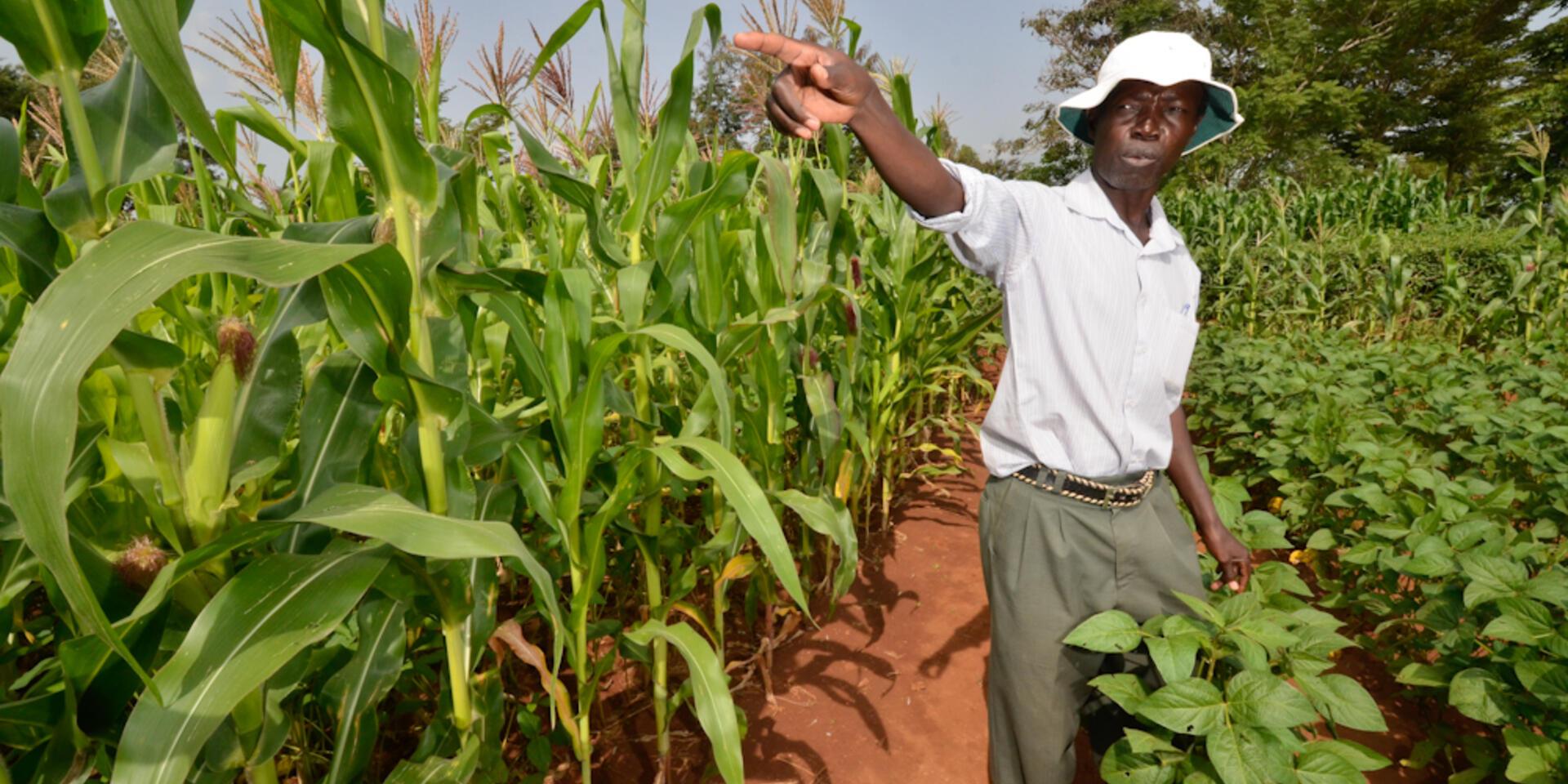 Conservation agriculture meets relay cropping