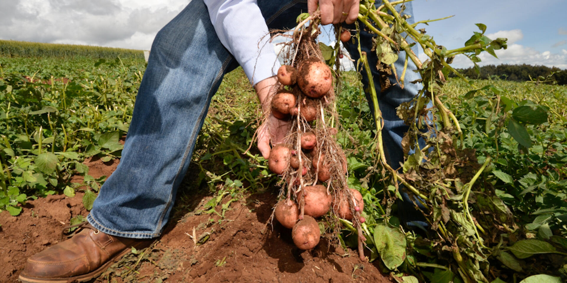 Climate change and rising population put pressure on essential crops in low-income regions