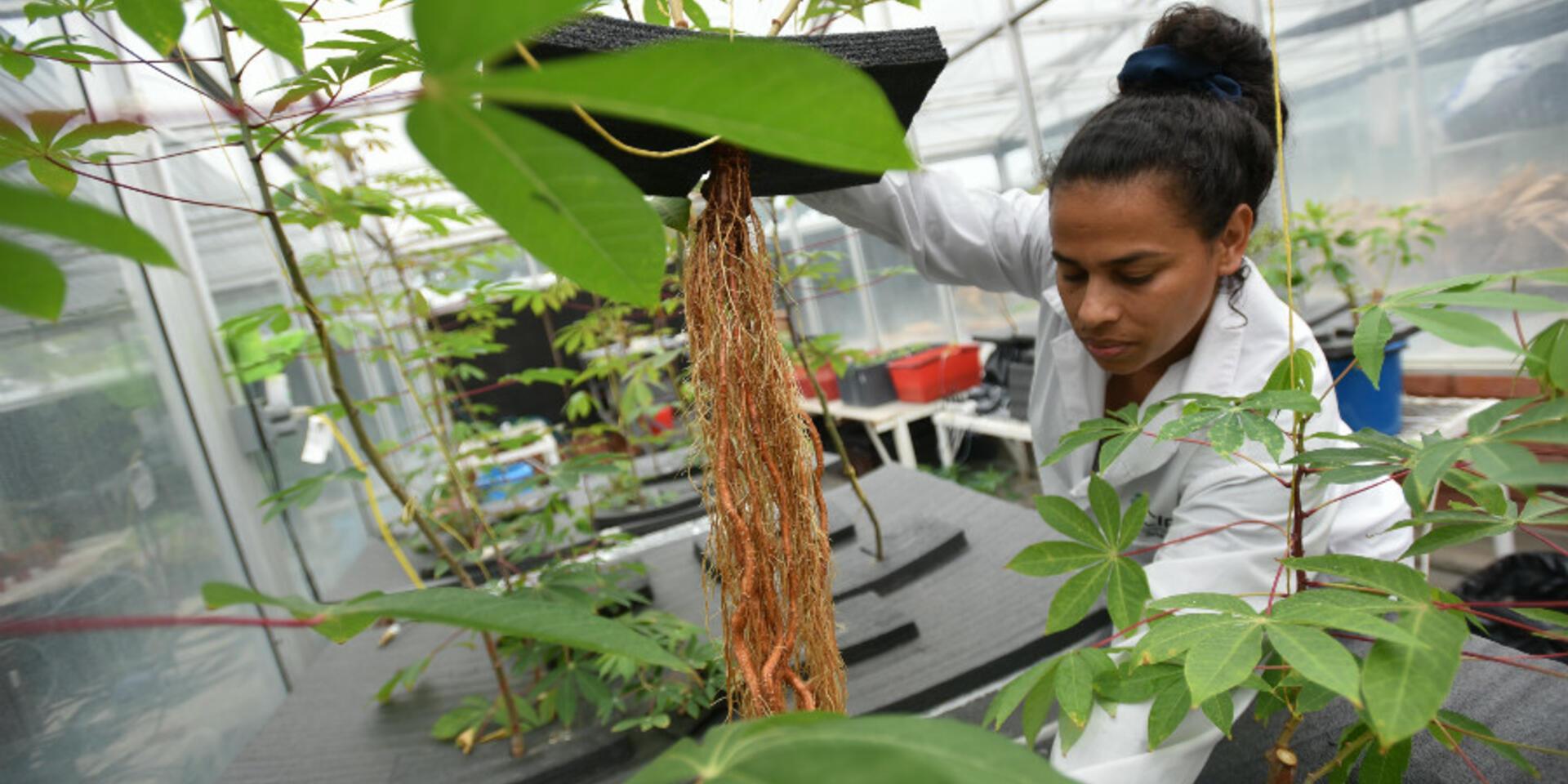 More cassava for less time
