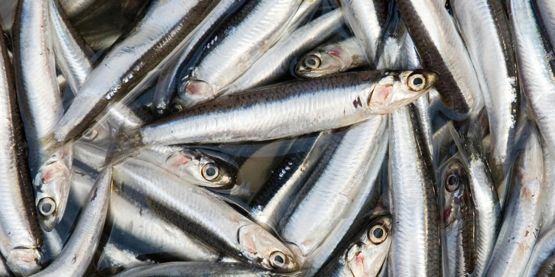 Adding nutrition to the food chain in Indonesia
