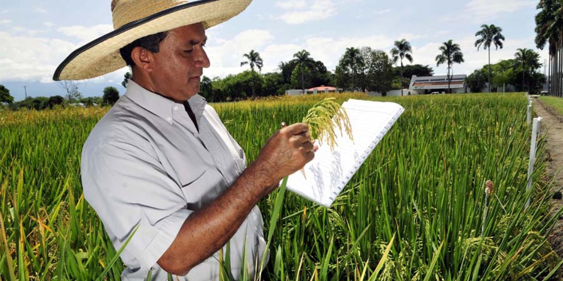 Aplicaciones agroclim&aacute;ticas al servicio de los productores de arroz en Colombia