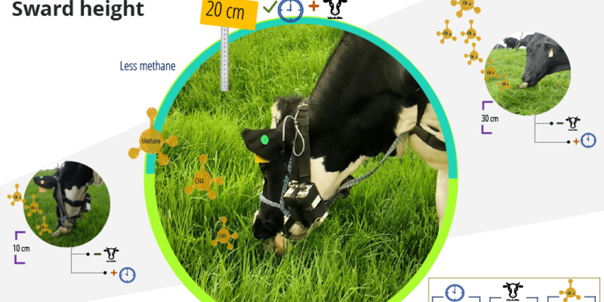 Grass height in cow nutrition: size does matter
