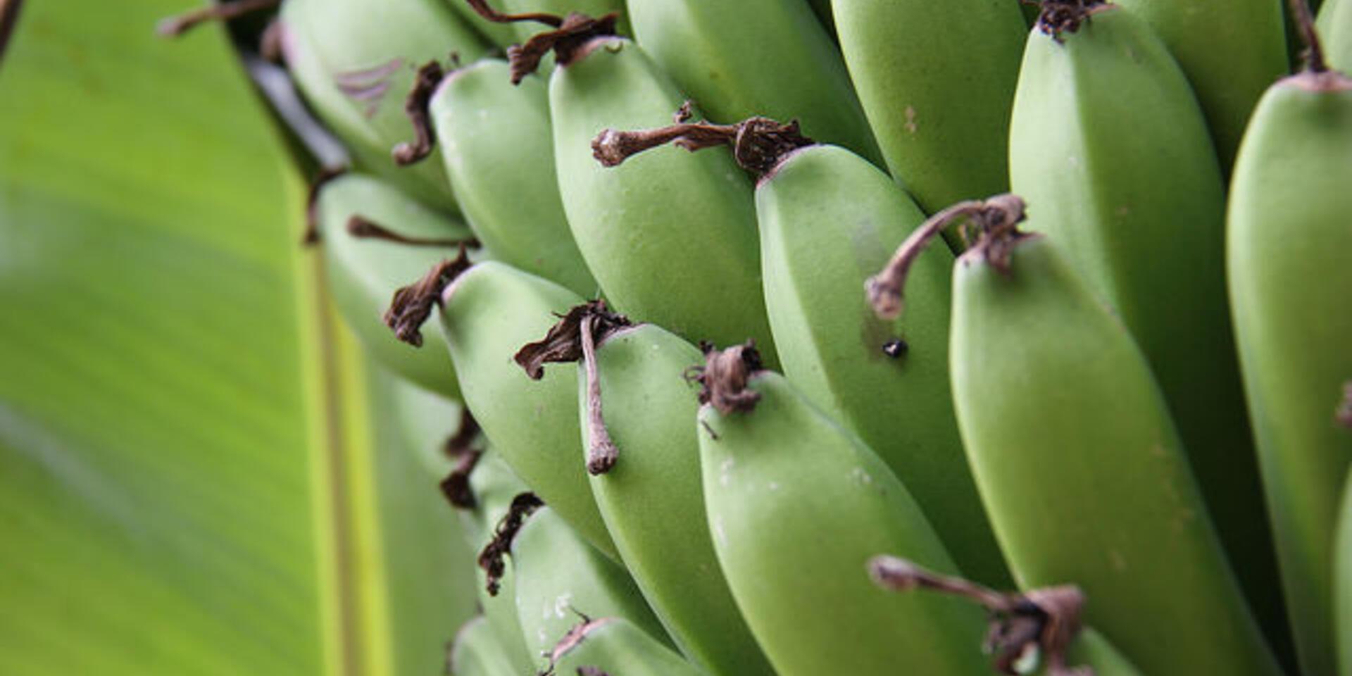 Help to shape banana research priority setting