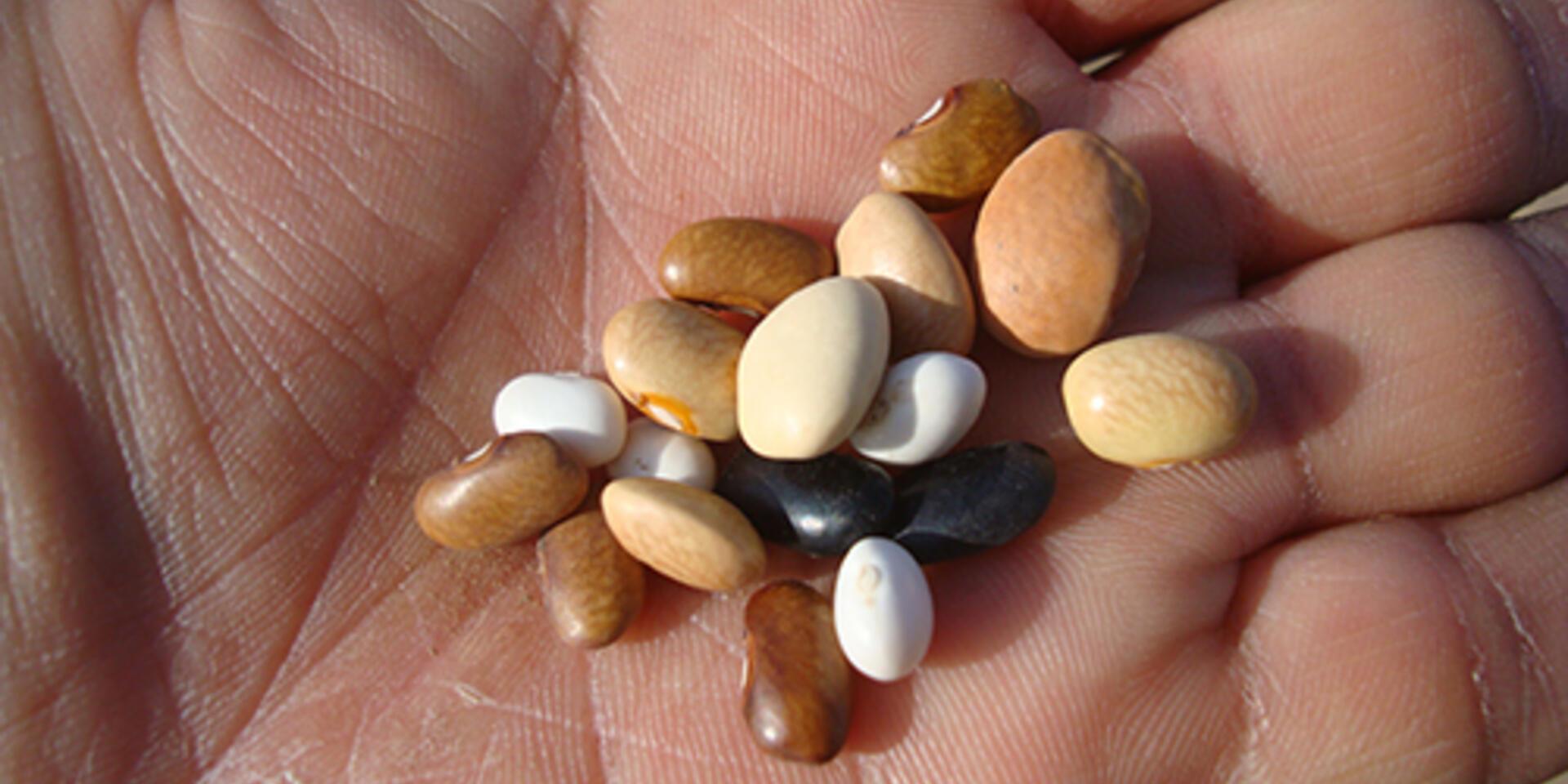 Plant genetic resources and climate change