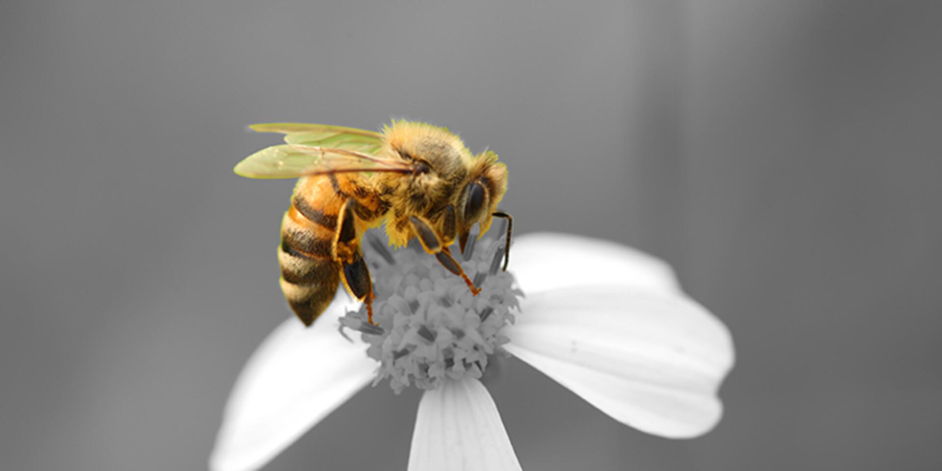 Biodiversity loss threatens future of food