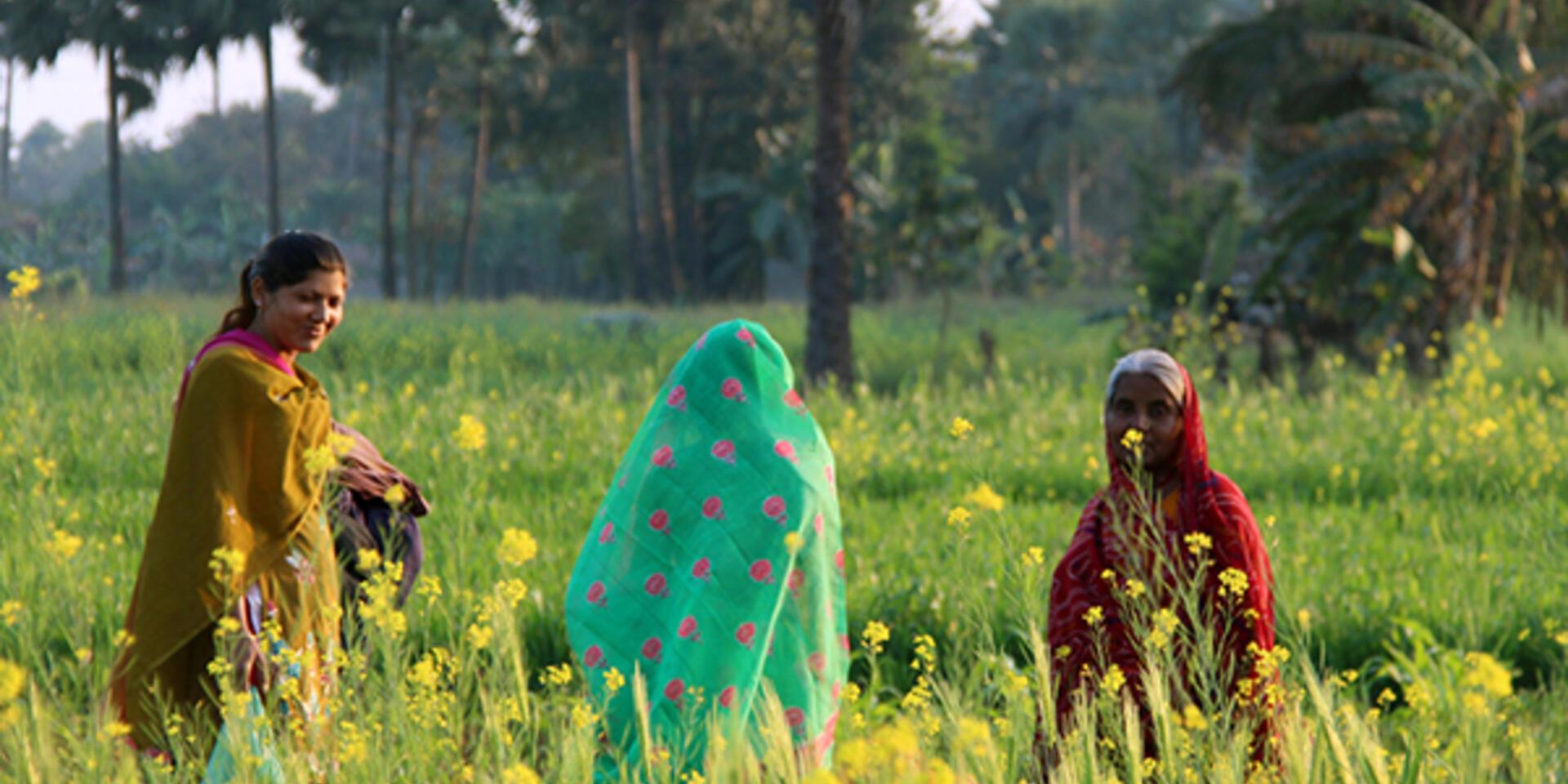 Small farms are essential for food security, study says