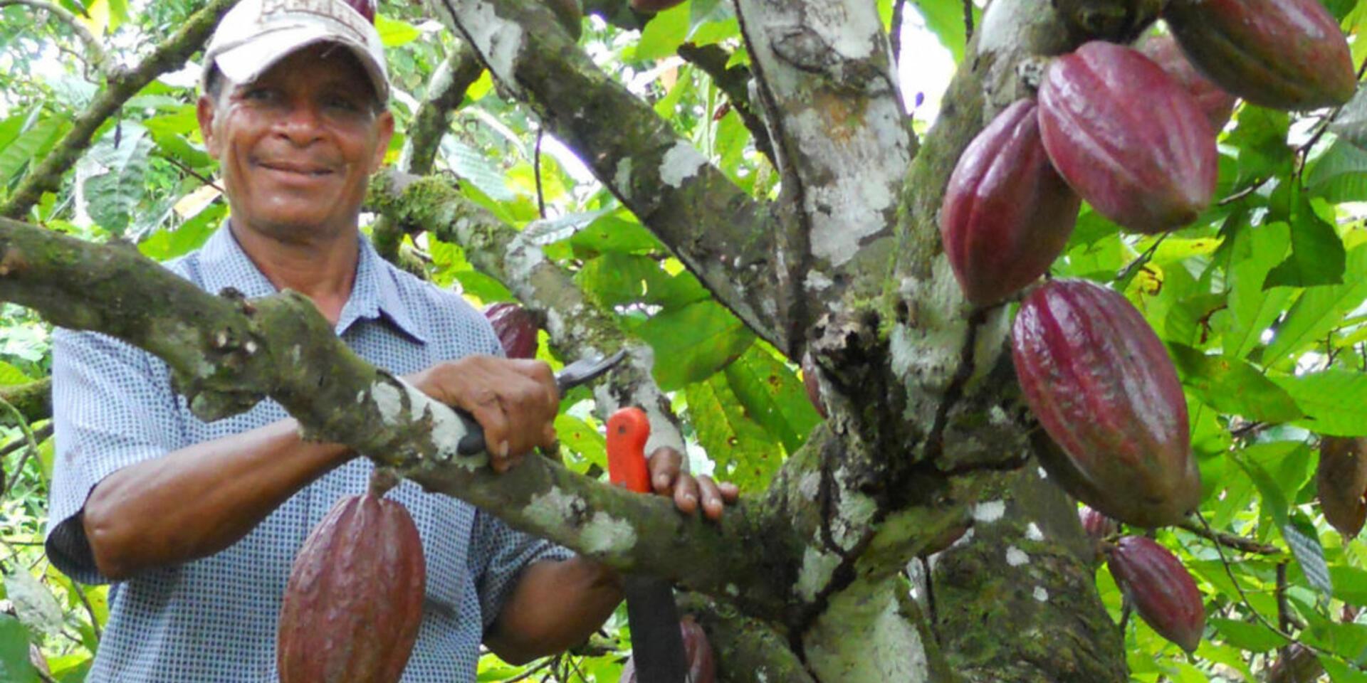 El CIAT se suma a la iniciativa "Cacao para la Paz" en Colombia
