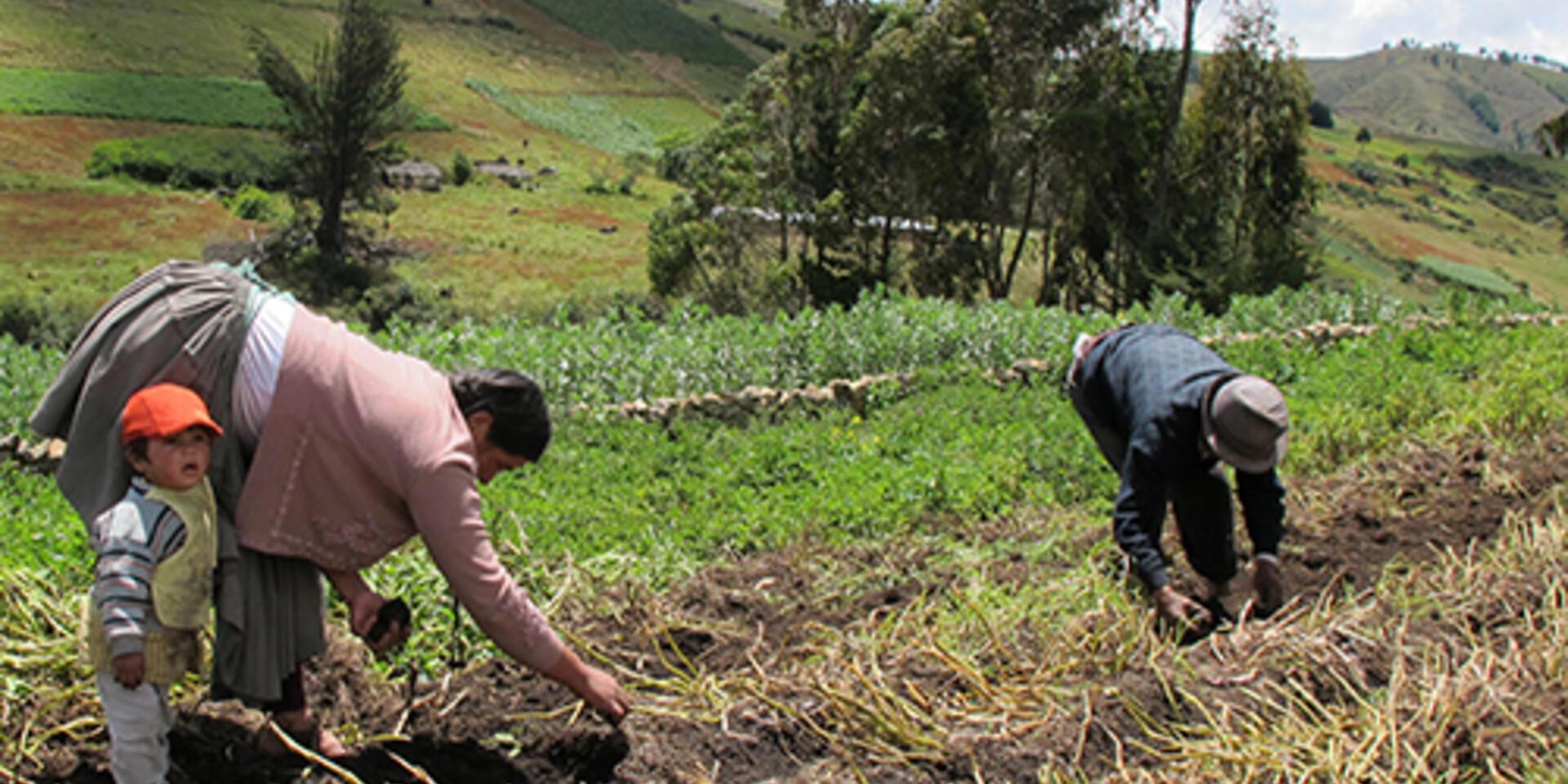 Biodiversity for smallholders: A dialogue between Bioversity International and IFAD