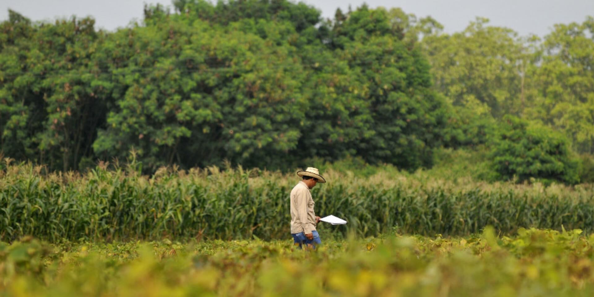 &lsquo;Preemptive&rsquo; breeding: More than a step ahead of crop disease outbreaks