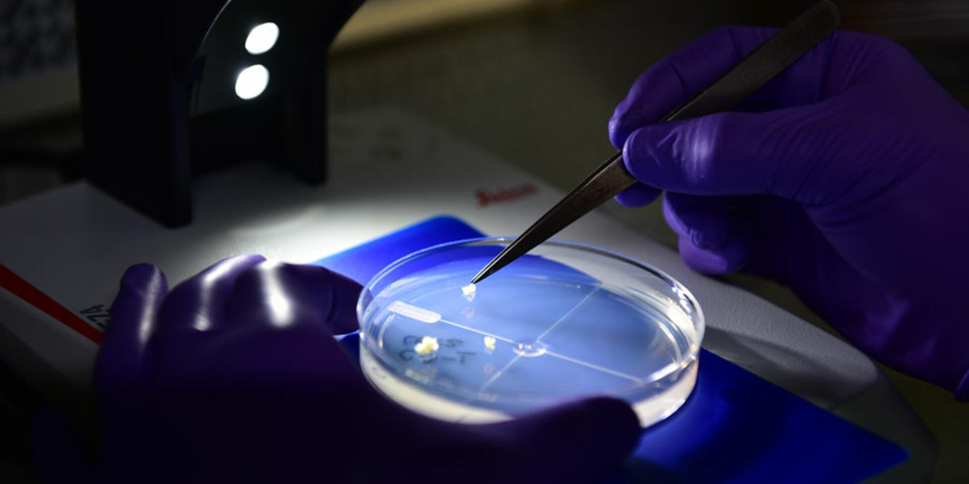 Con paso firme avanza la organizaci&oacute;n de REDBIO 2016