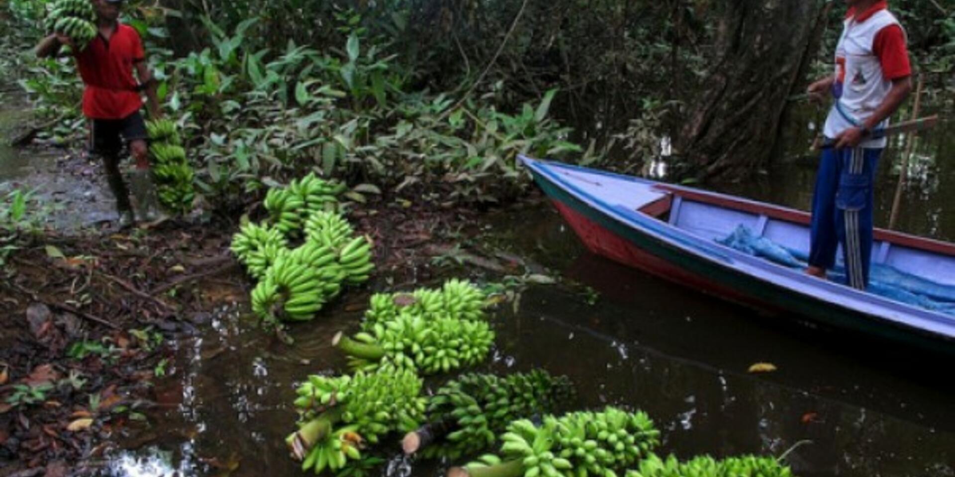 Cultural constraints, dearth of data limit forests role in food security